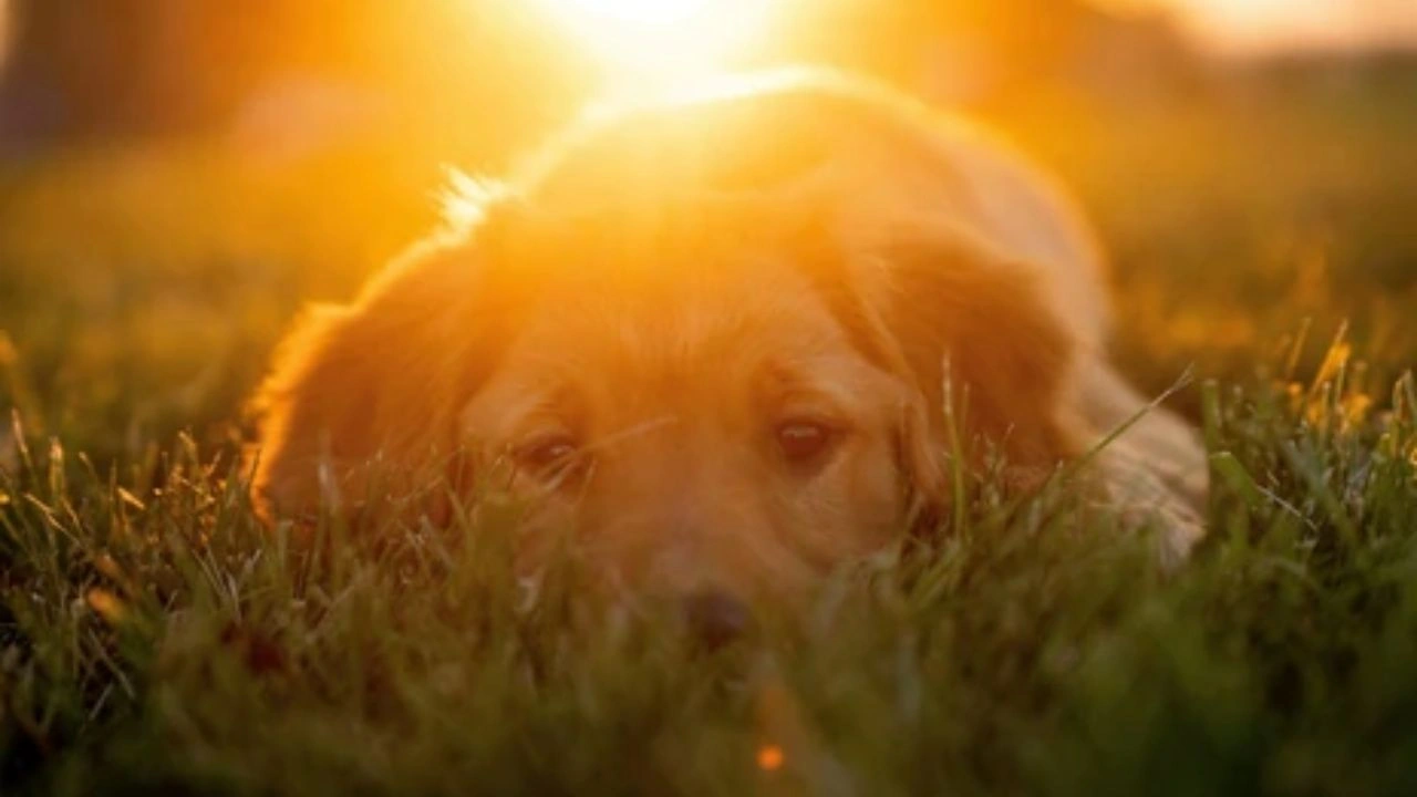https://www.mobilemasala.com/features/Heat-stroke-horrors-6-warning-signs-your-pet-is-dangerously-overheated-and-what-to-do-about-it-i272923