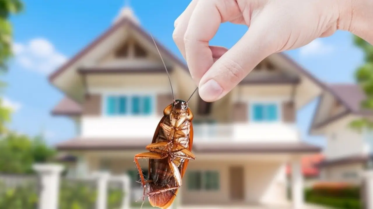 https://www.mobilemasala.com/health-hi/Know-the-ways-to-get-rid-of-cockroaches-from-your-house-hi-i296395