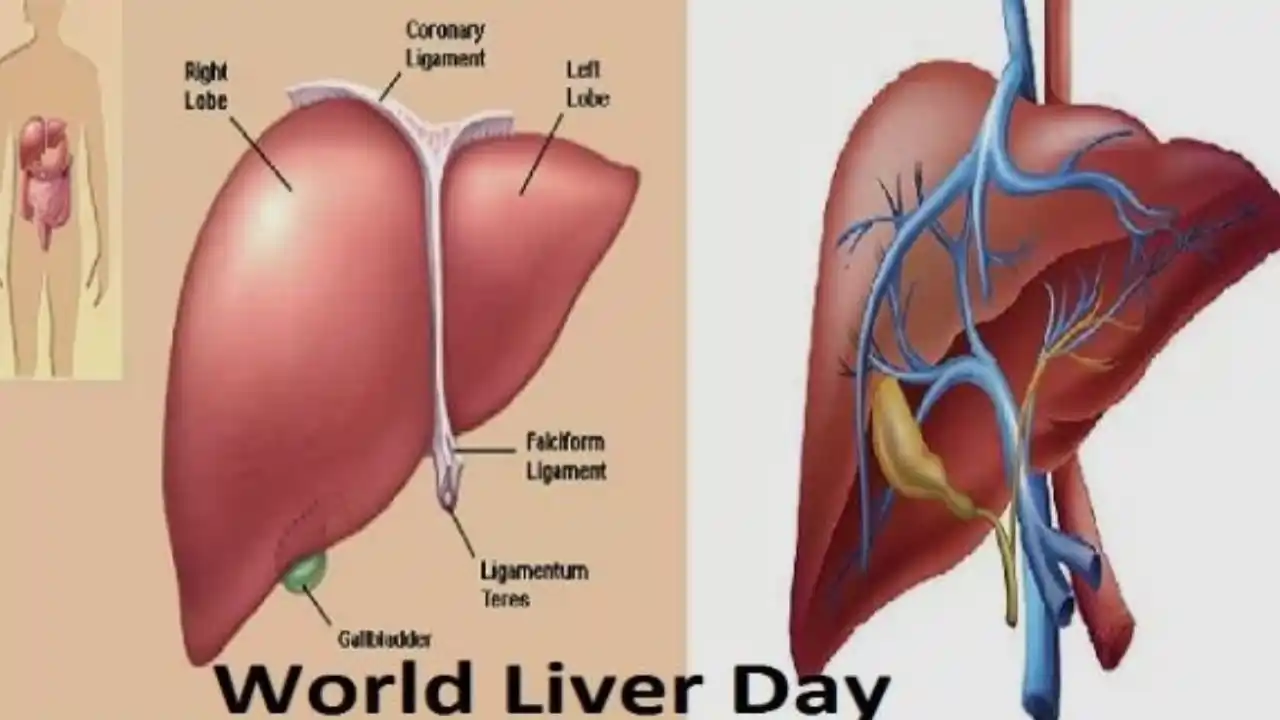 World Liver Day 2024: उद्धरण, संदेश, लीवर की सफाई के टिप्स, लीवर के कार्य, रोग और बहुत कुछ