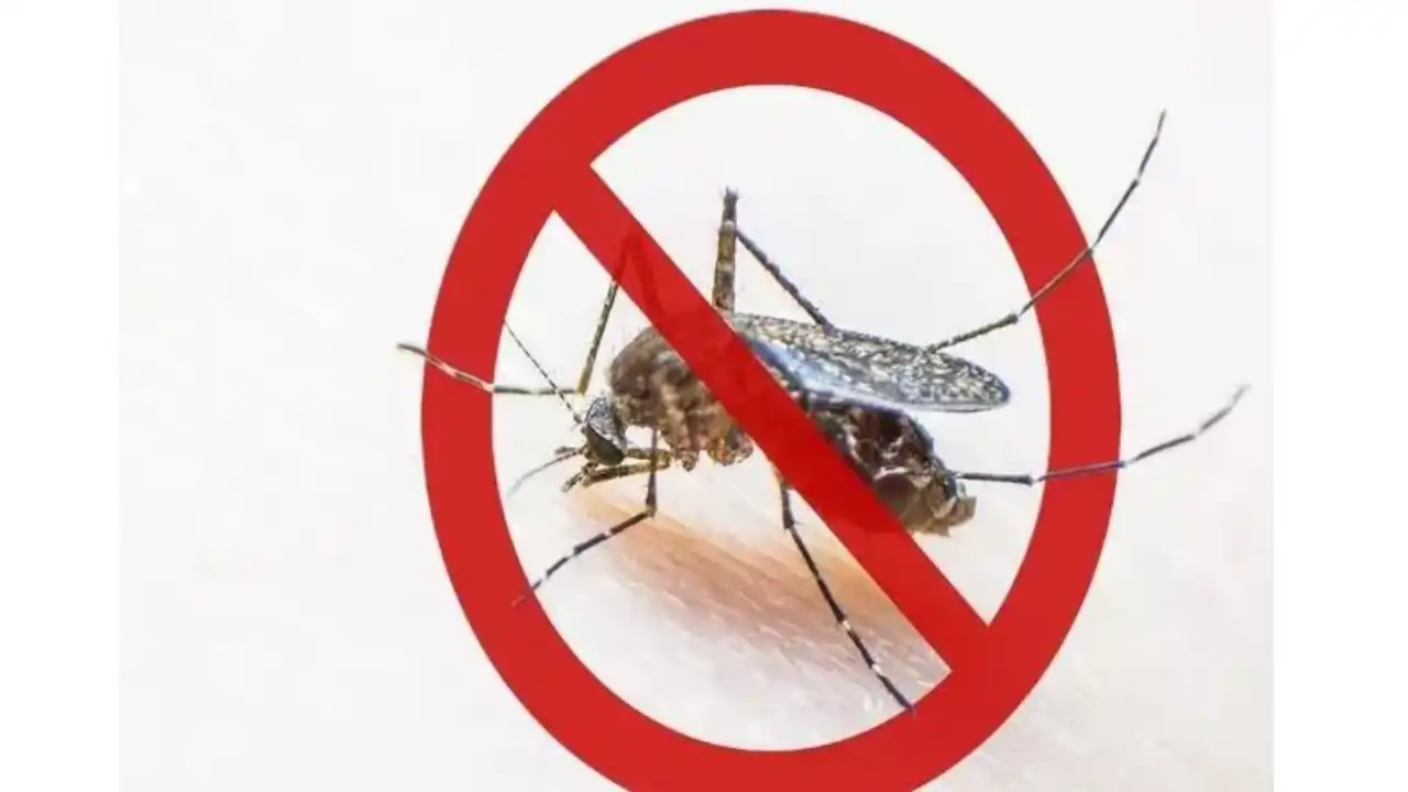National Dengue Day : आखिर क्यों मनाया जाता है राष्ट्रीय डेंगू दिवस जानें इतिहास एंव महत्त्व