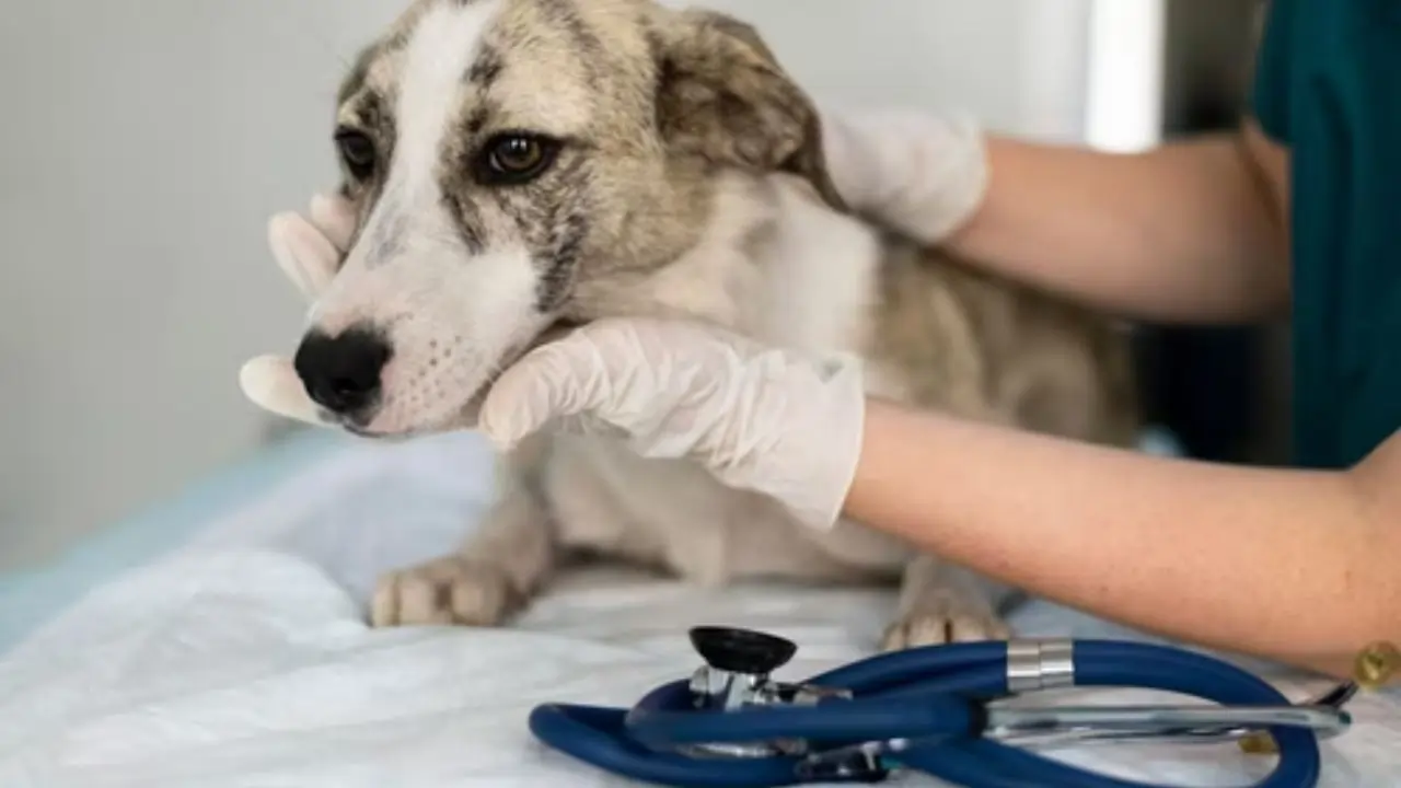 Emergency pet care guide: What to do if your furry friend suffers burns